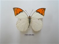 藏品(橙端粉蝶)的圖片